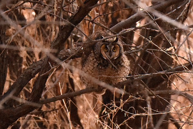 Long-eared Owl - Edward Donnan