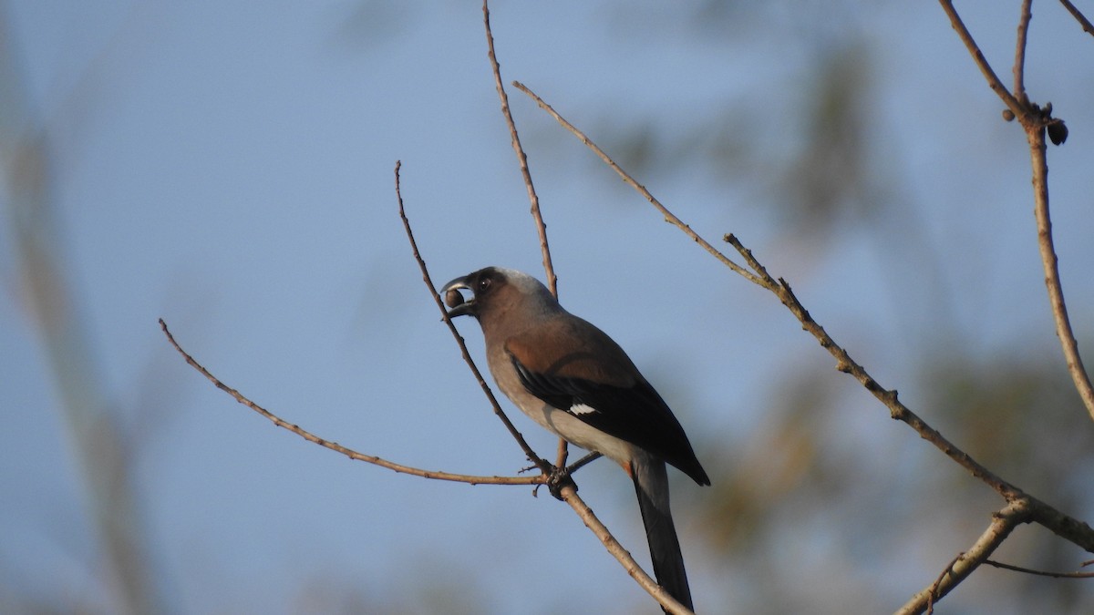 Gray Treepie - ML140570521