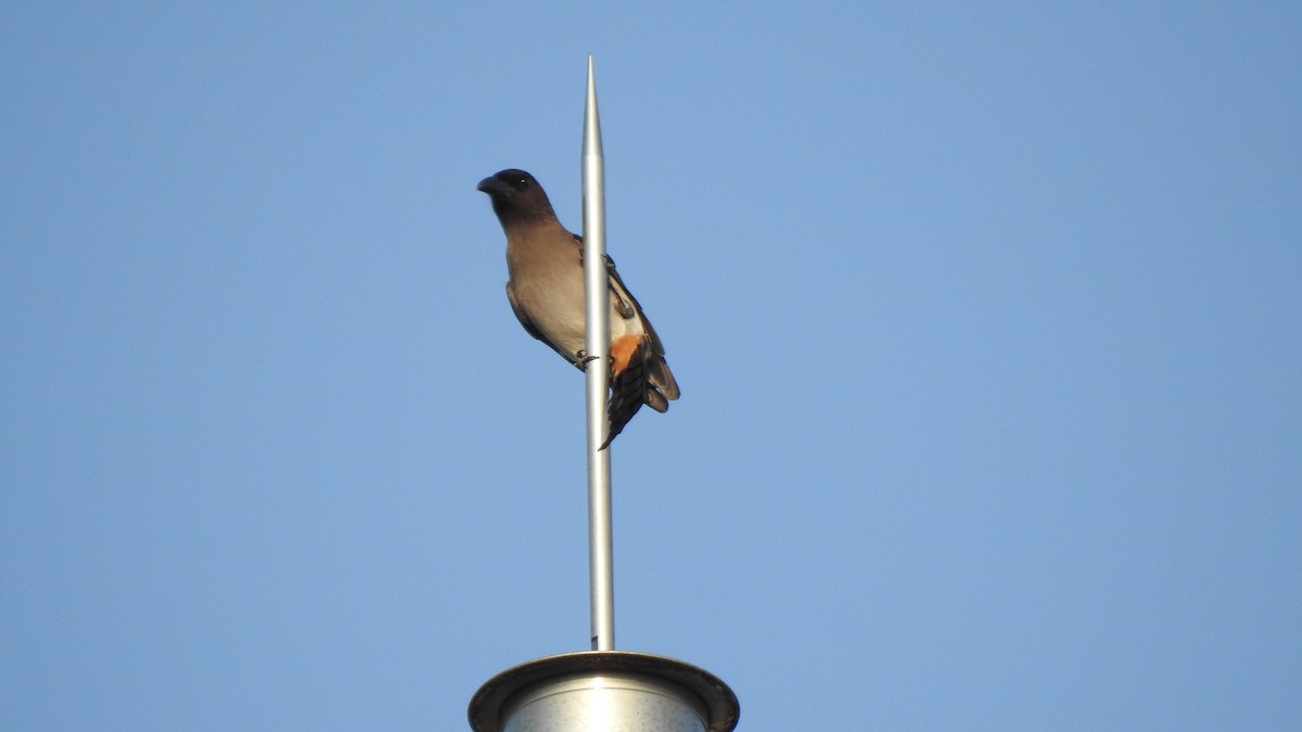 Gray Treepie - ML140570671