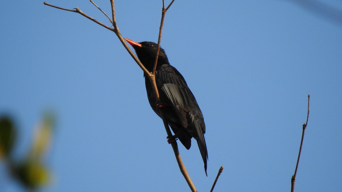 Bulbul Negro (nigerrimus) - ML140570821