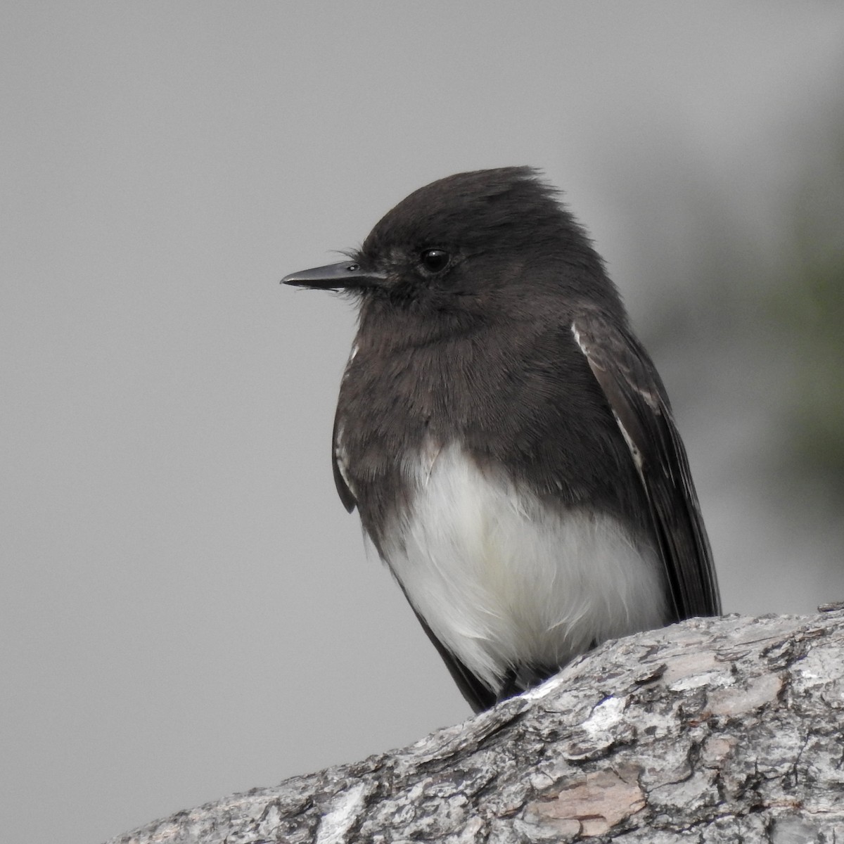 Black Phoebe - ML140572761