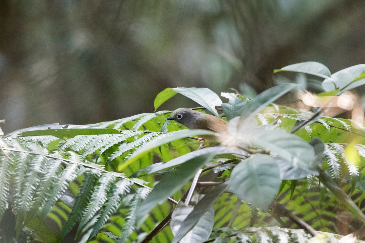 Huet's Fulvetta - ML140573191