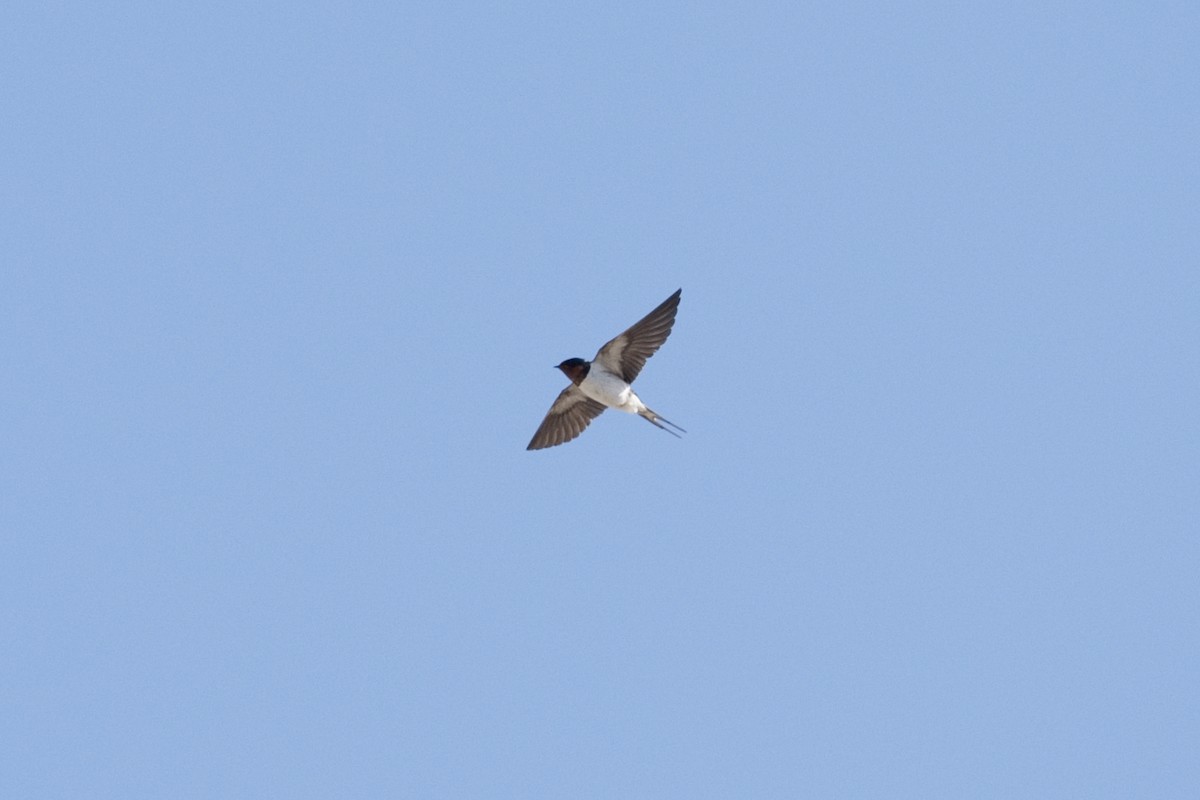 Barn Swallow - ML140573701