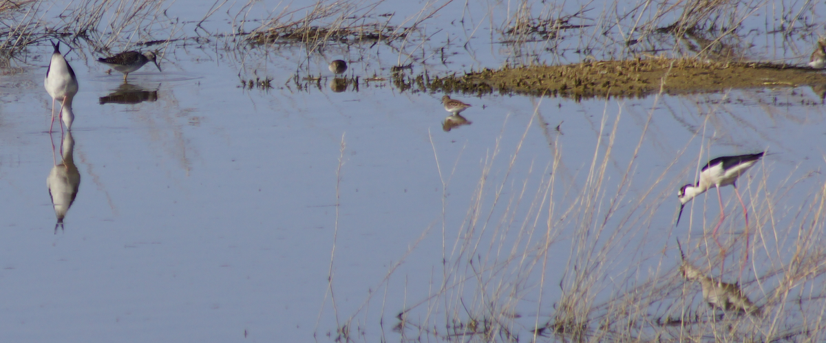 Black-necked Stilt - Alex Coffey