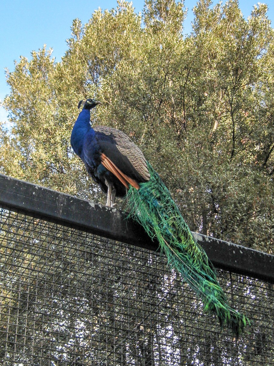 Indian Peafowl (Domestic type) - ML140575261