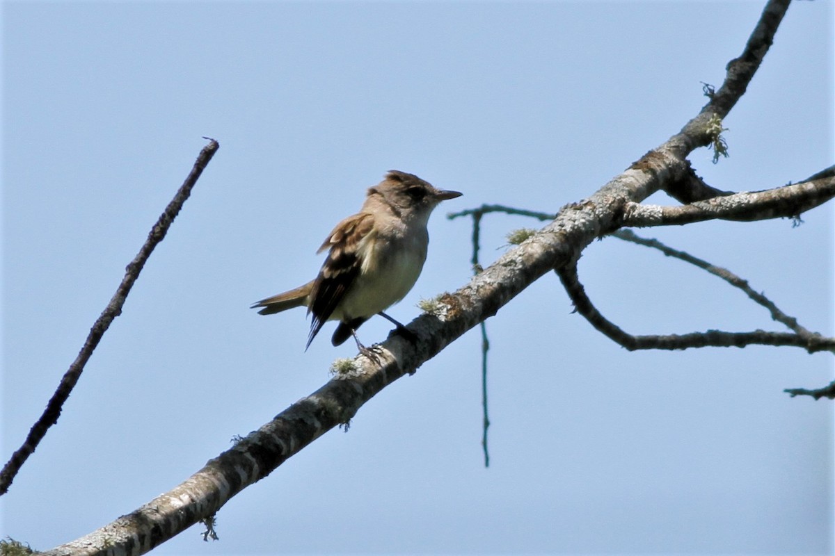 Willow Flycatcher - Jonathan DeBalko