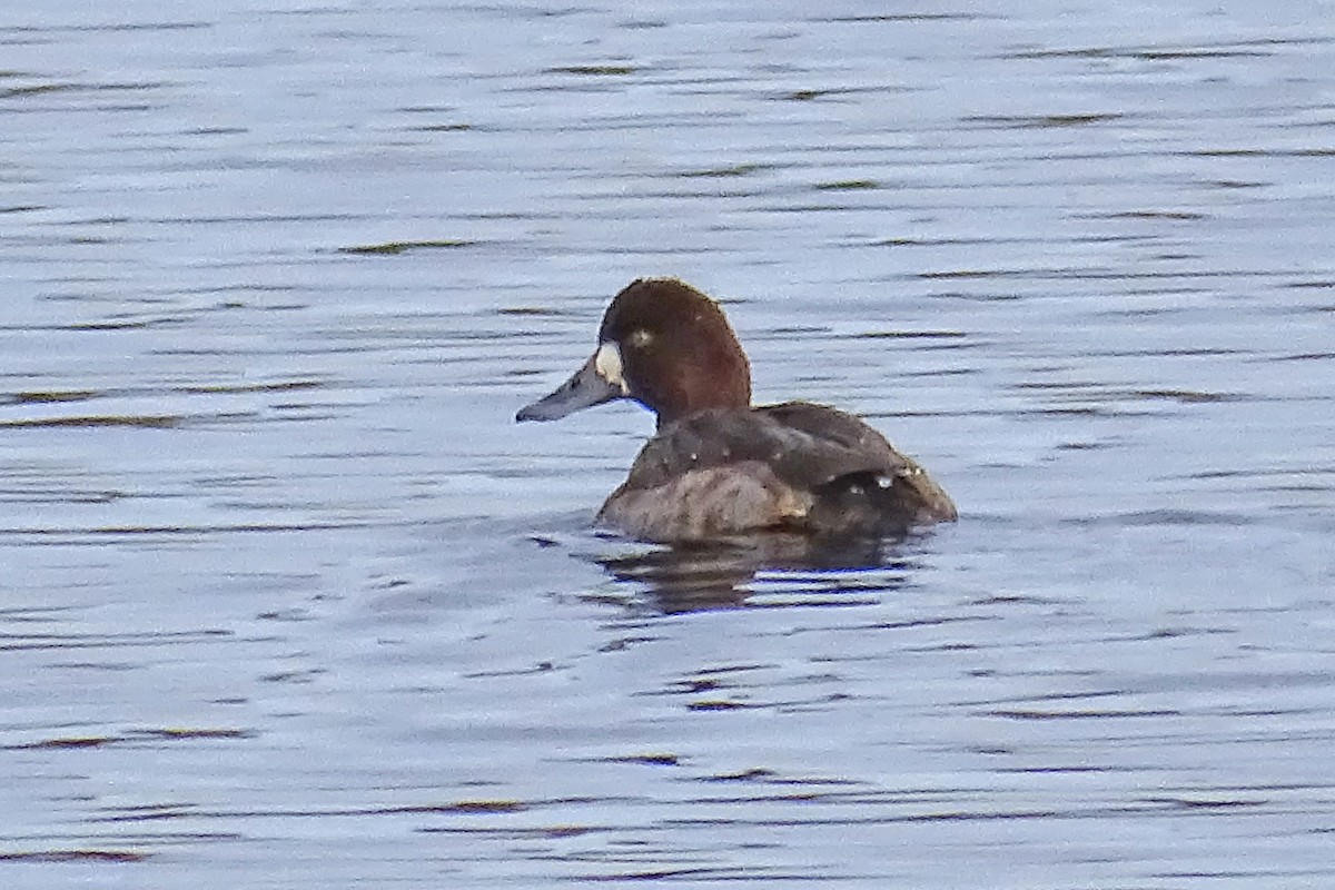 Lesser Scaup - Craig Miller