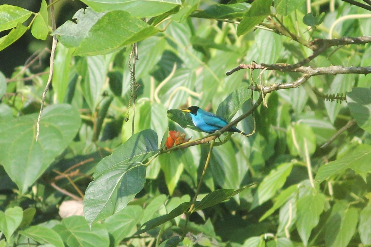 Green Honeycreeper - ML140575771