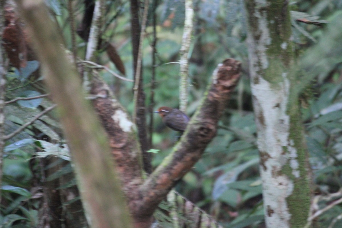 Chestnut-crowned Gnateater - ML140575901