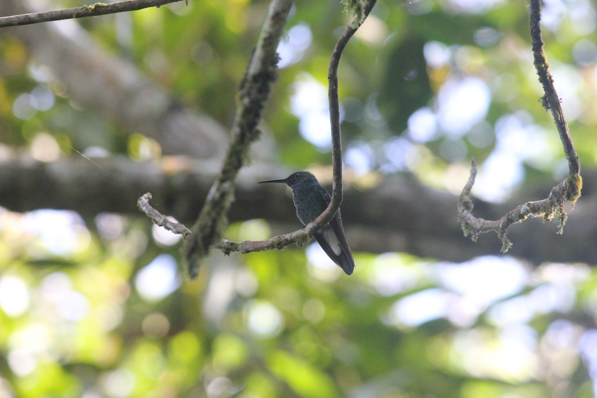 kolibřík bělořitý - ML140575951