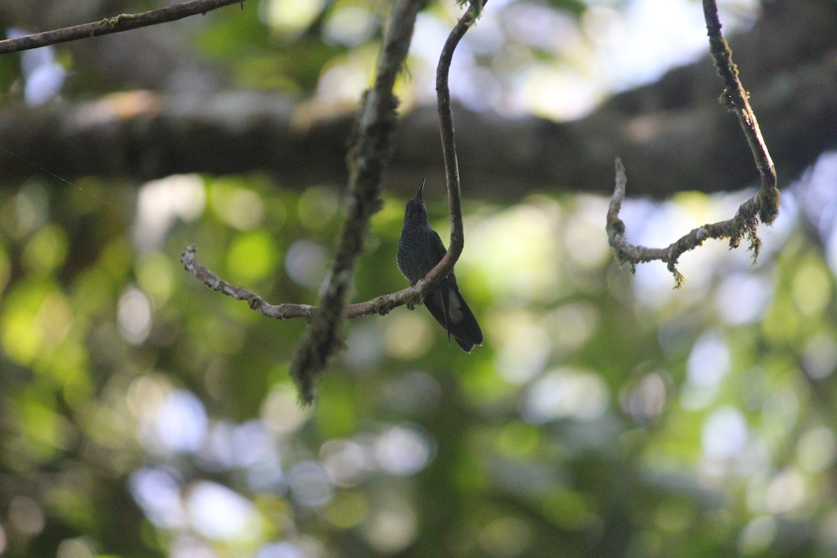 Blauschwanz-Buffonkolibri - ML140575981