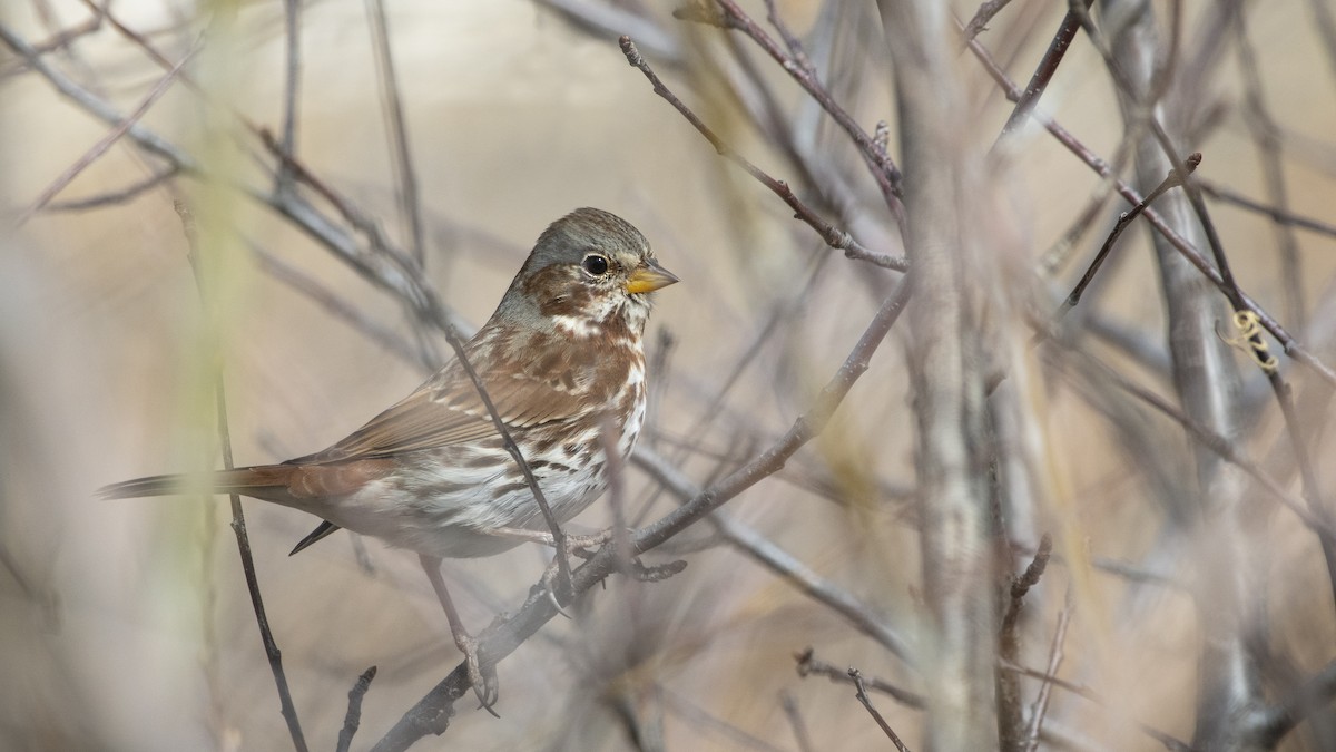 Fox Sparrow (Red) - ML140576071