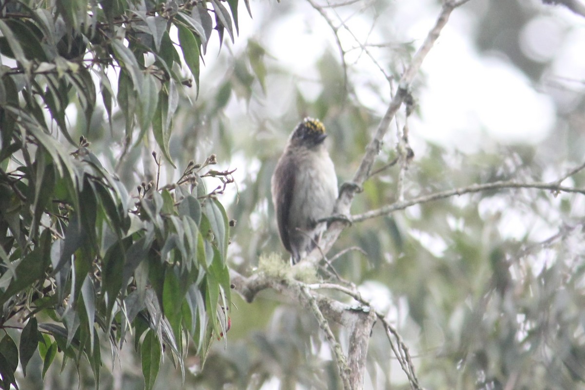 Grayish Piculet - Jay Huila Balvin