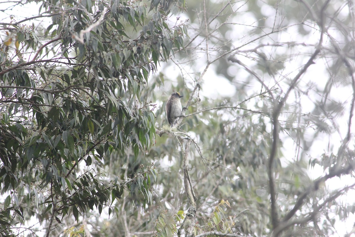 Grayish Piculet - ML140576211