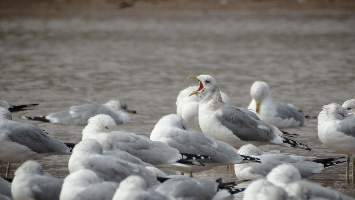 Short-billed Gull - ML140576671