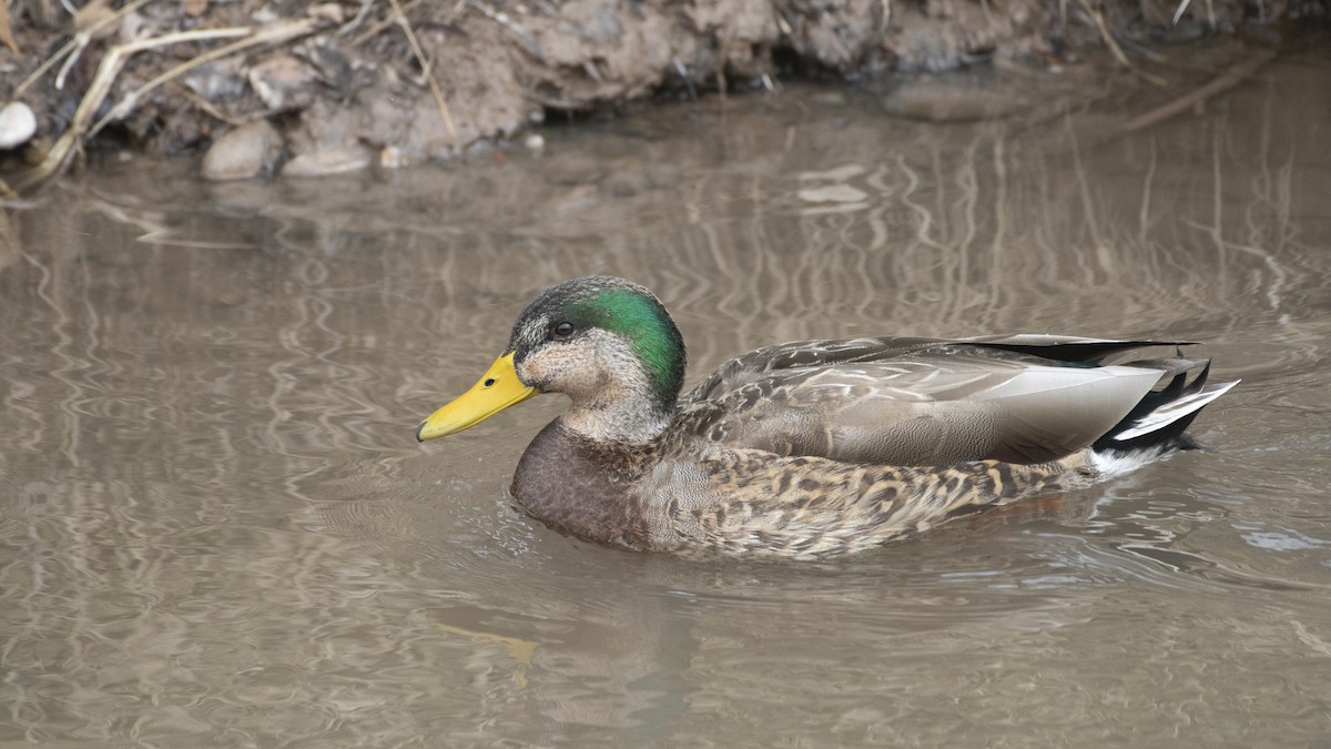 Mallard x Mexican Duck (hybrid) - Bryan Calk