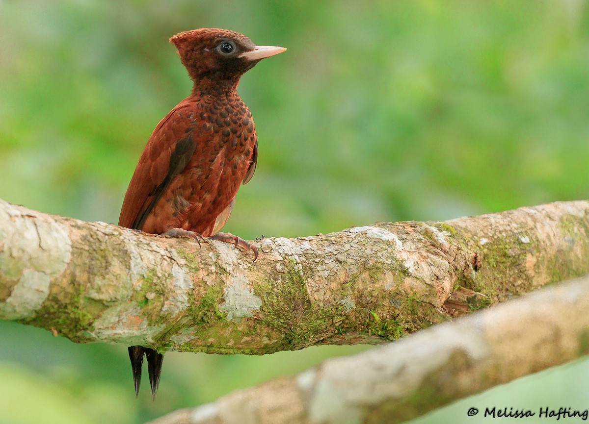 Waved Woodpecker (Scale-breasted) - Melissa Hafting