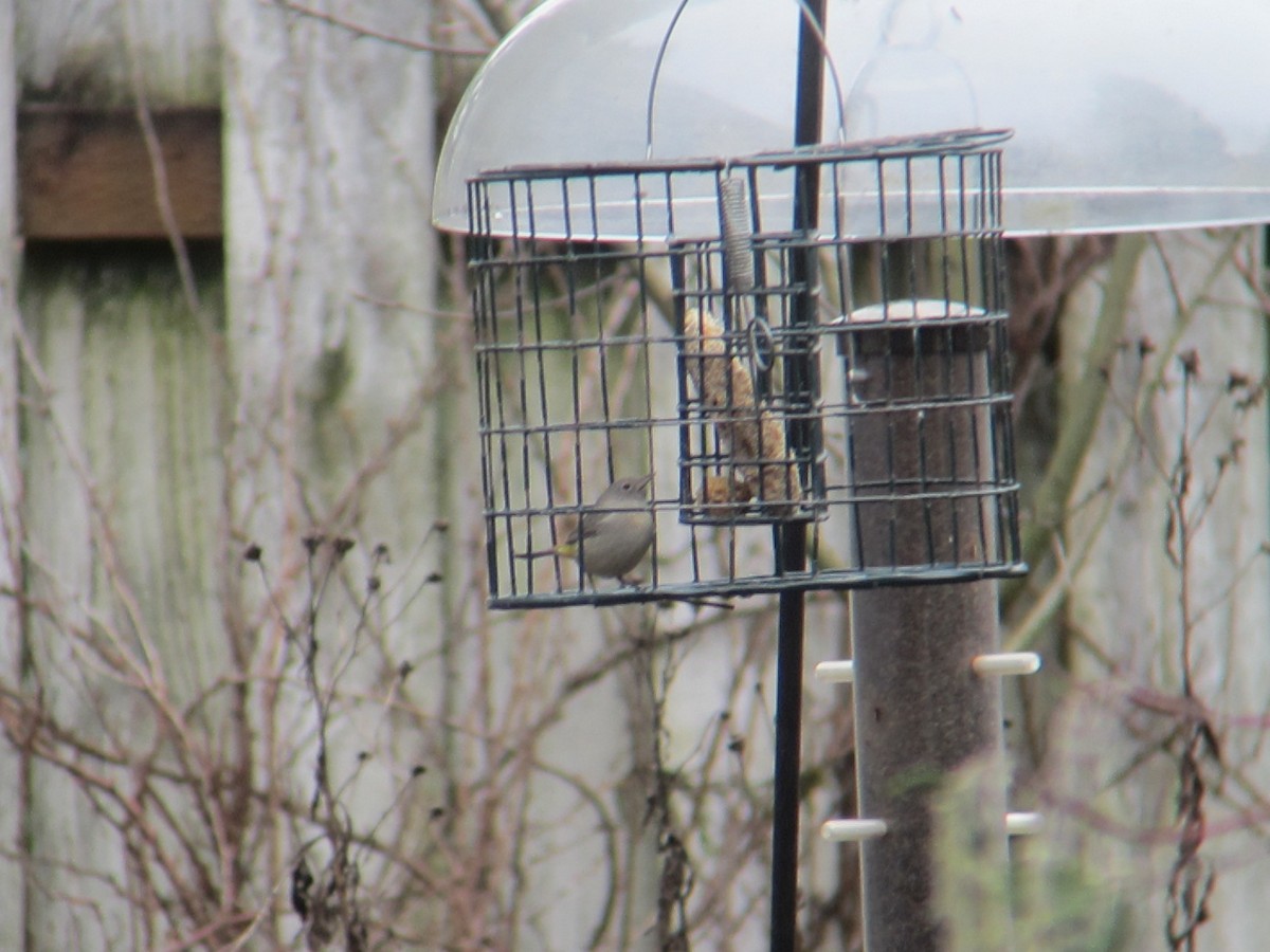 Virginia's Warbler - ML140578891