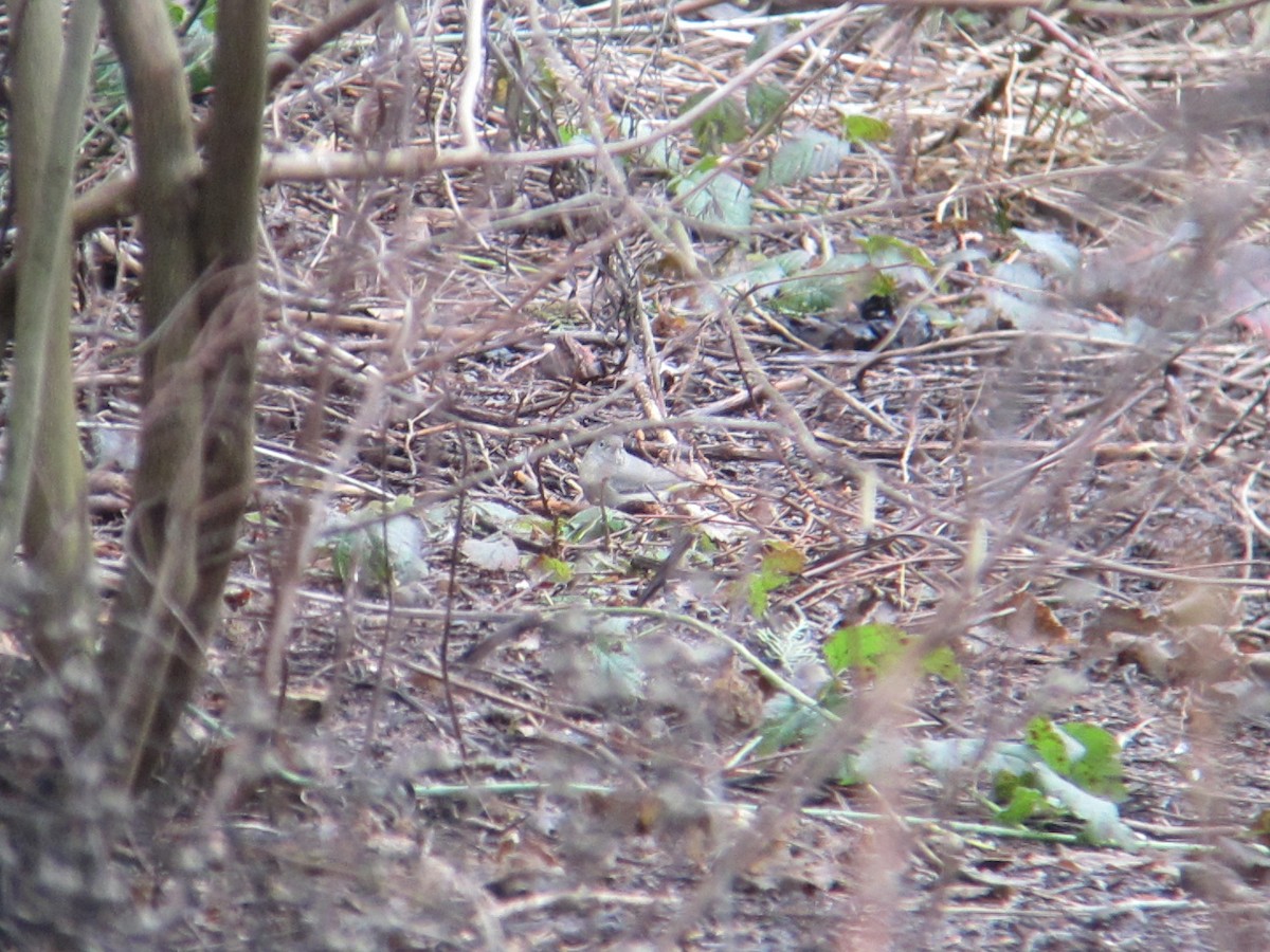 Virginia's Warbler - ML140578901