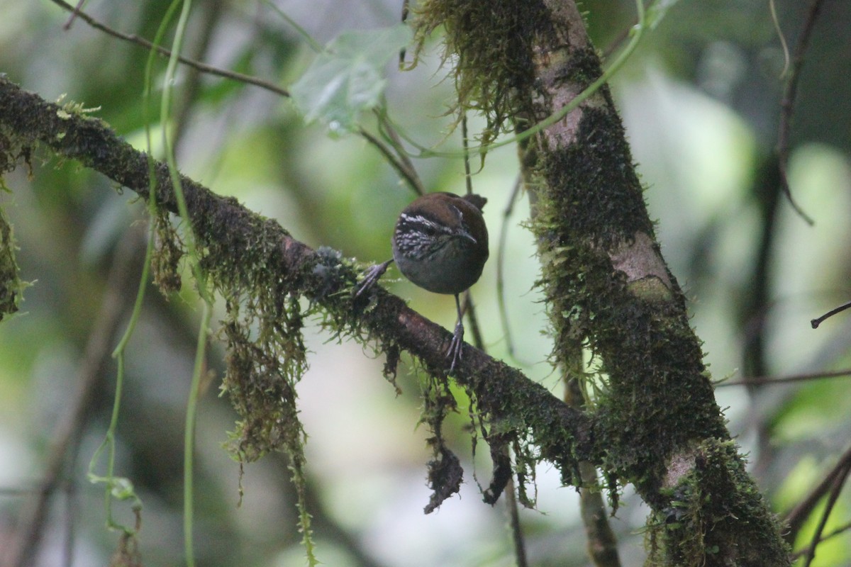 Gray-breasted Wood-Wren - ML140579311