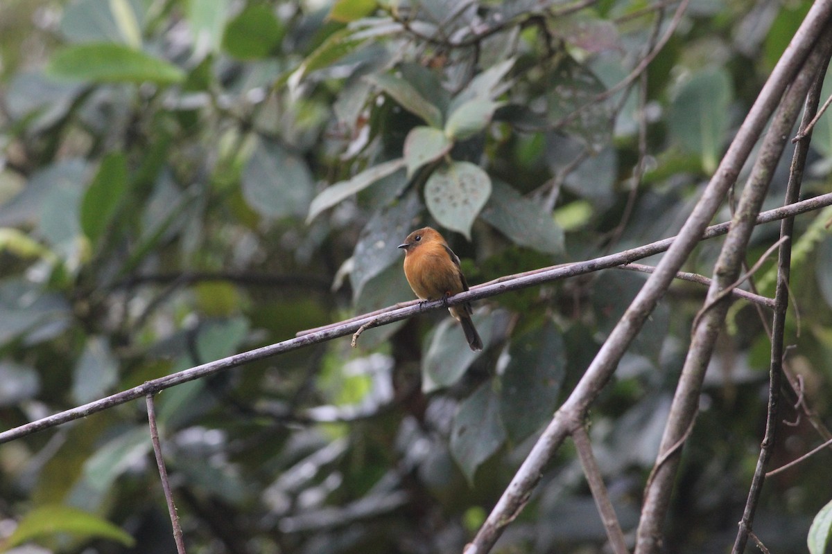 Cinnamon Flycatcher - ML140582831