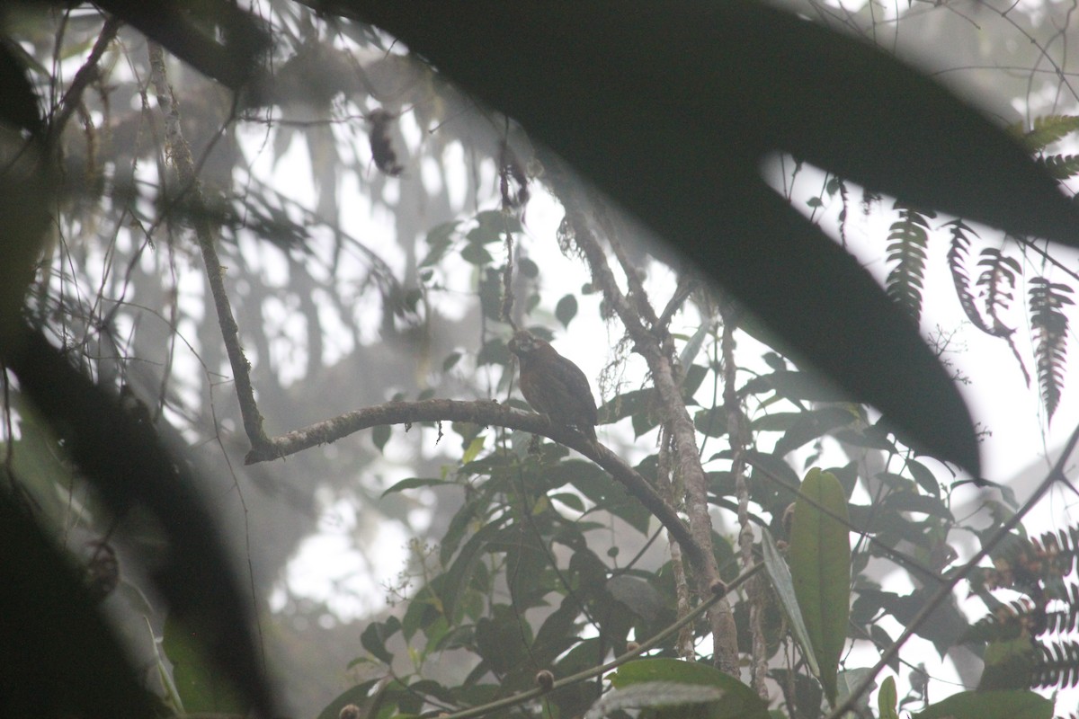 Moustached Puffbird - ML140583641