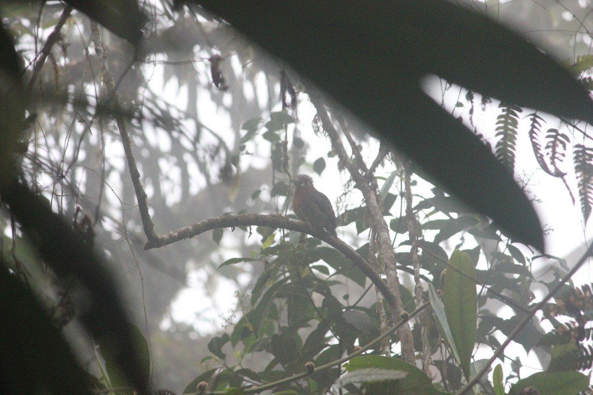 Moustached Puffbird - ML140583671