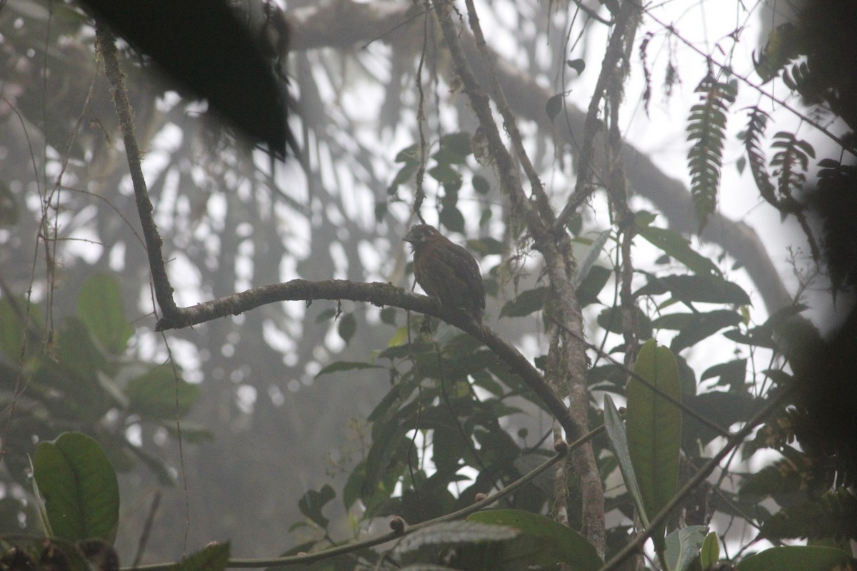 Moustached Puffbird - ML140583731