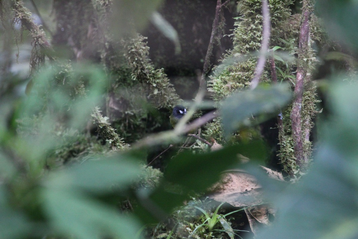 Ornate Flycatcher - ML140583761