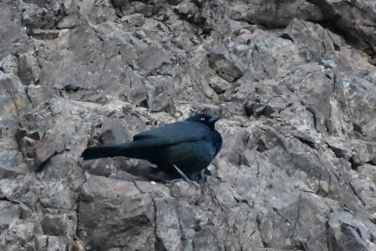 Brewer's Blackbird - ML140584711