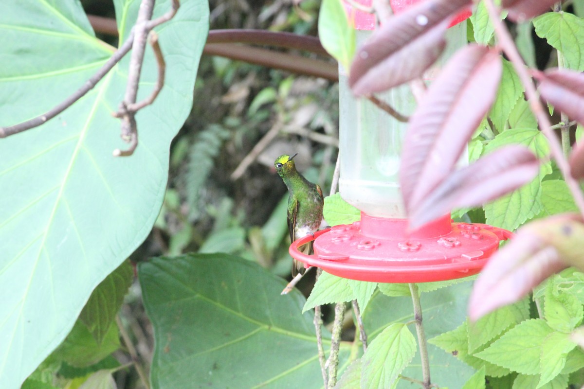 Buff-tailed Coronet - ML140584911