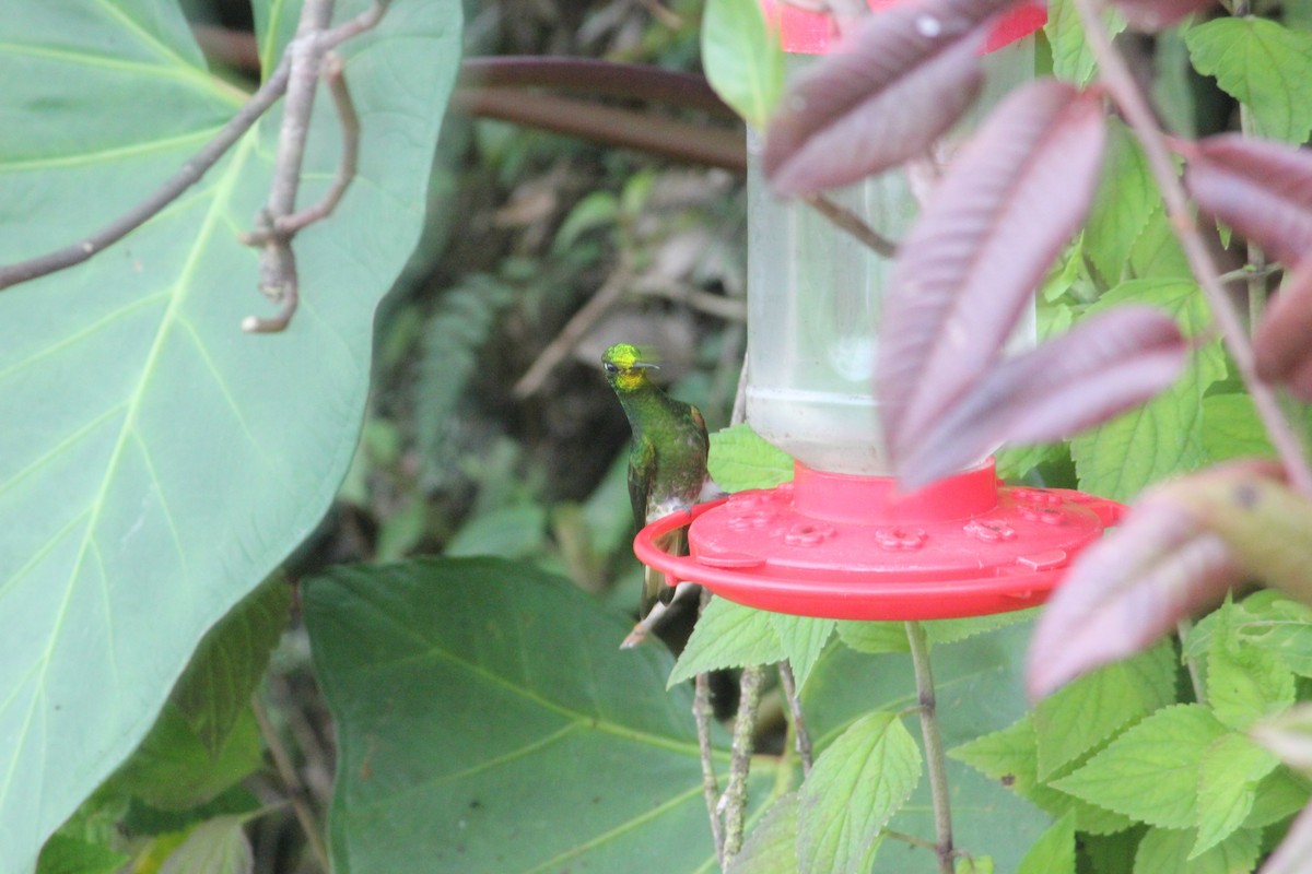 Buff-tailed Coronet - ML140584931