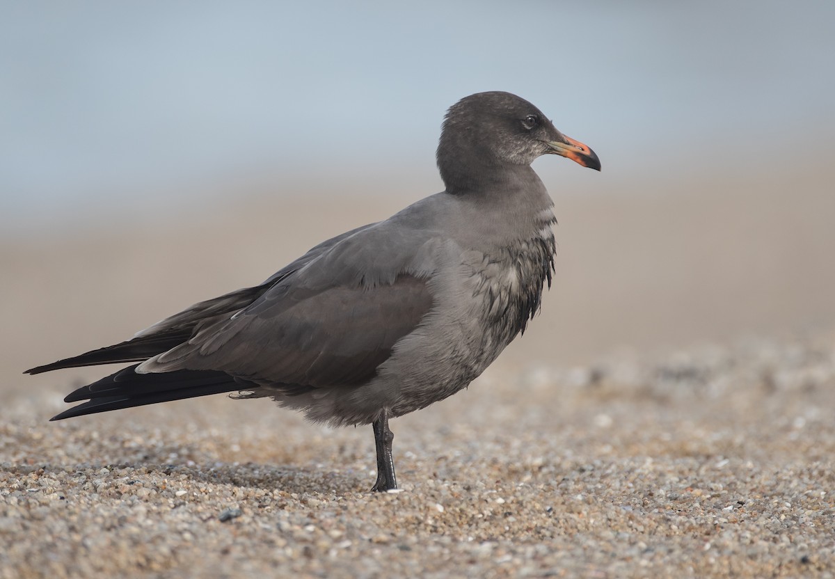 Heermann's Gull - ML140585251