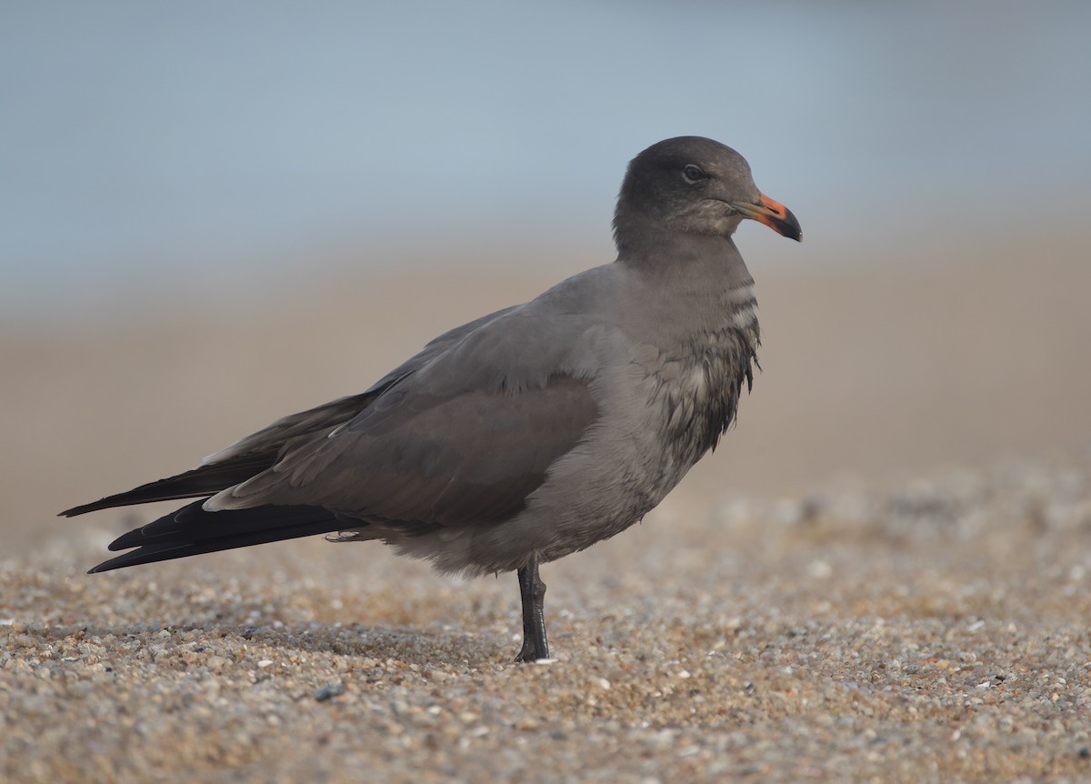 Heermann's Gull - ML140585261