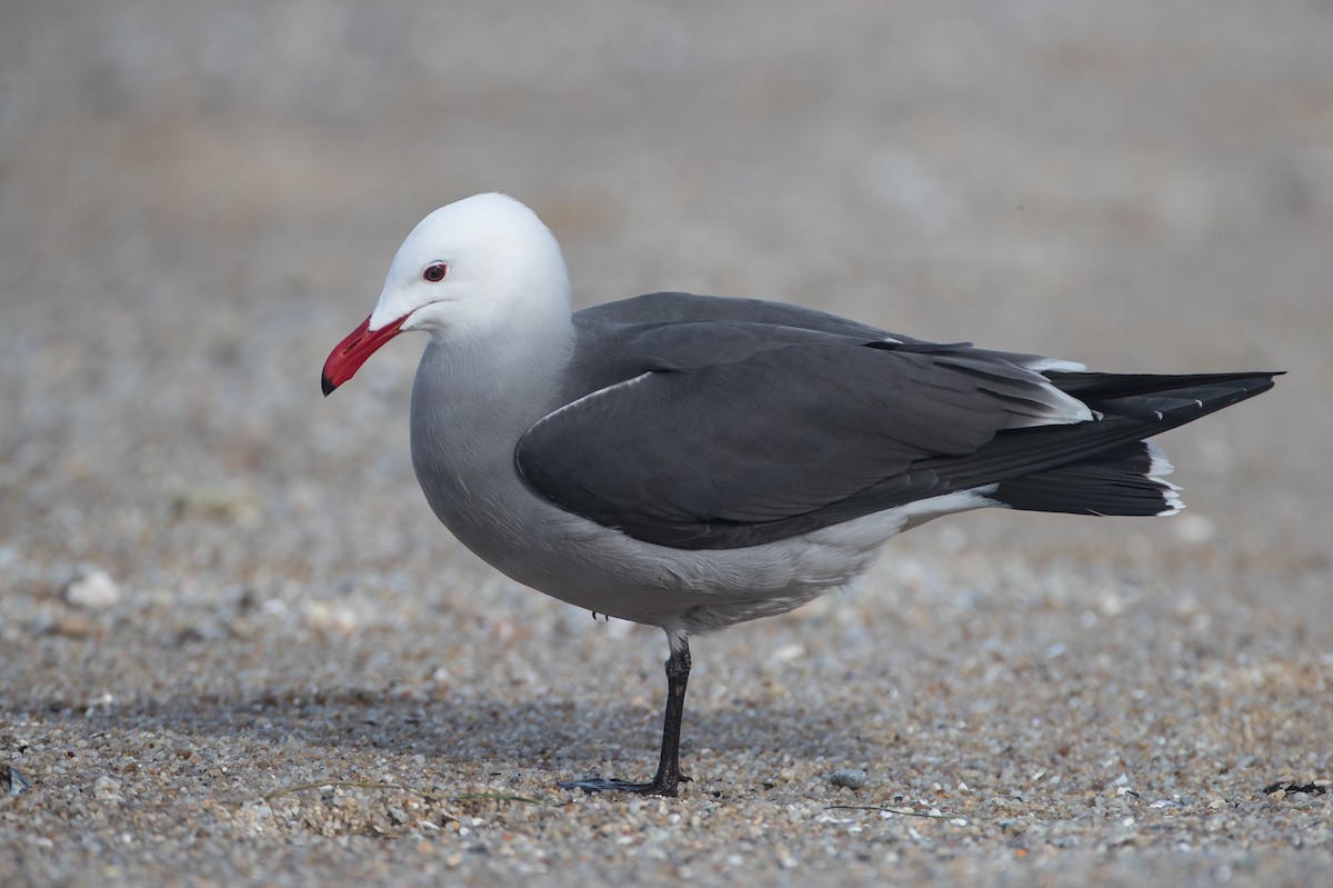 Heermann's Gull - ML140585351