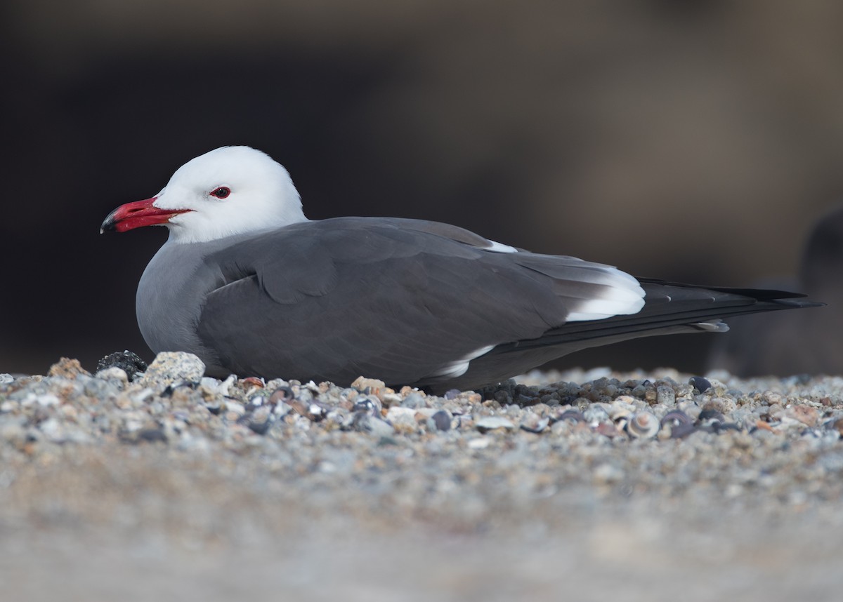 Heermann's Gull - ML140585601