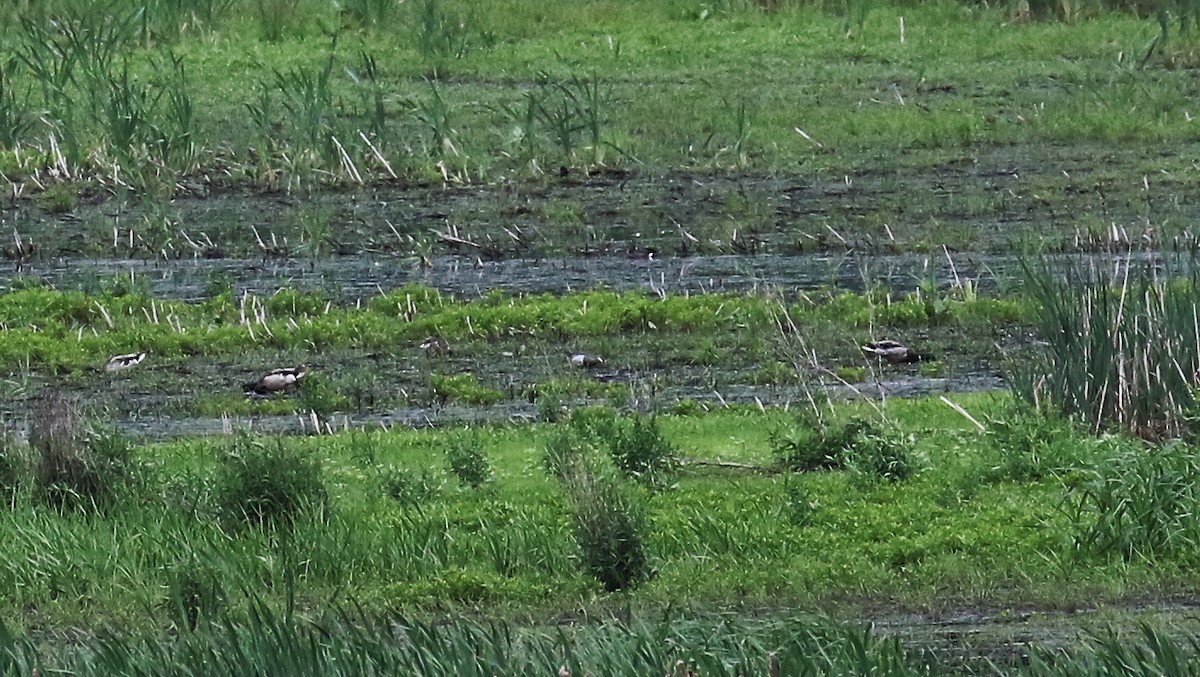 Garganey - ML140585801