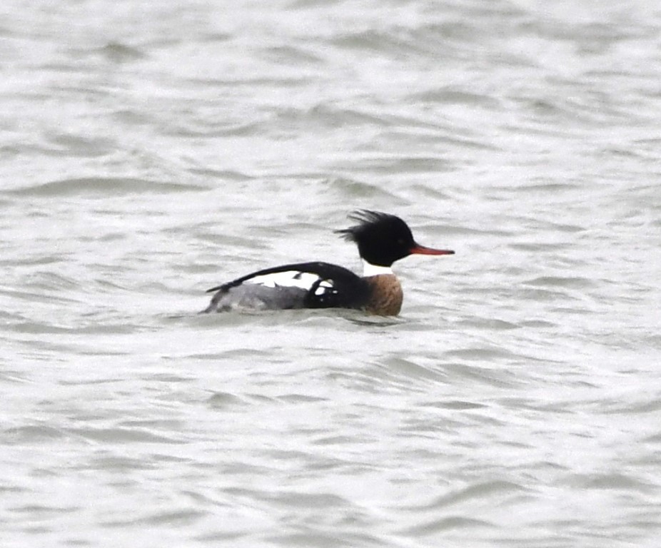 Red-breasted Merganser - ML140586781