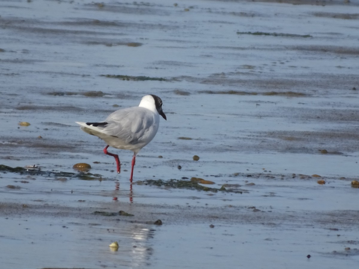 Brown-hooded Gull - ML140587471