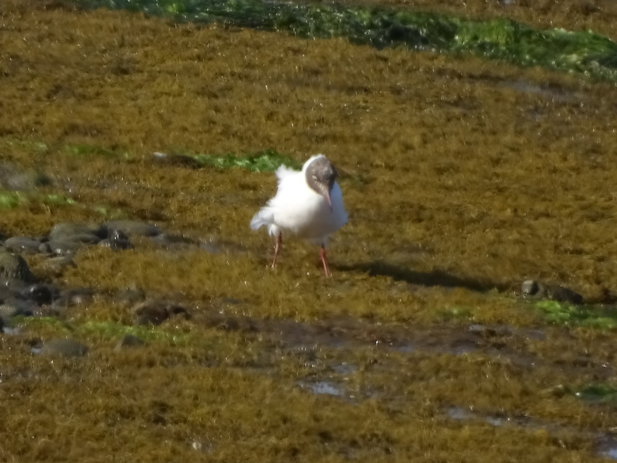 Brown-hooded Gull - ML140588091