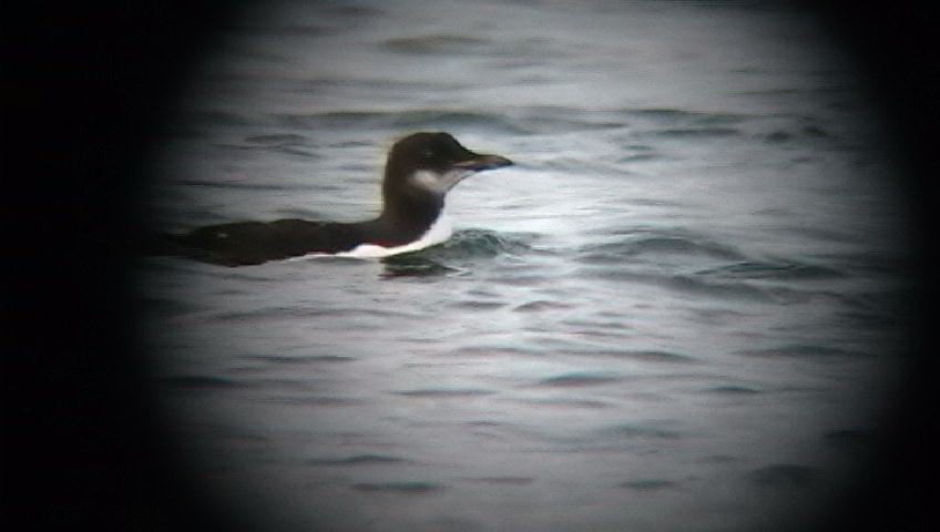 Guillemot de Brünnich - ML140589021