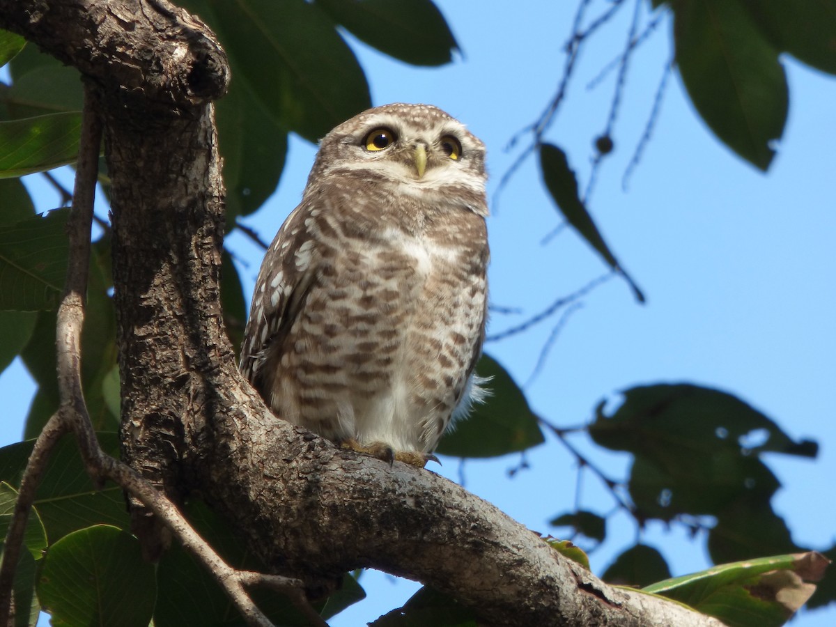 Spotted Owlet - ML140591491