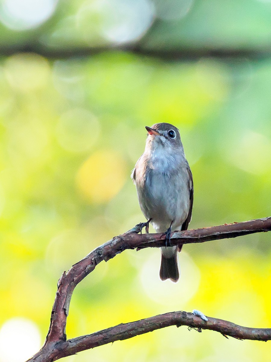 Asian Brown Flycatcher - ML140591601