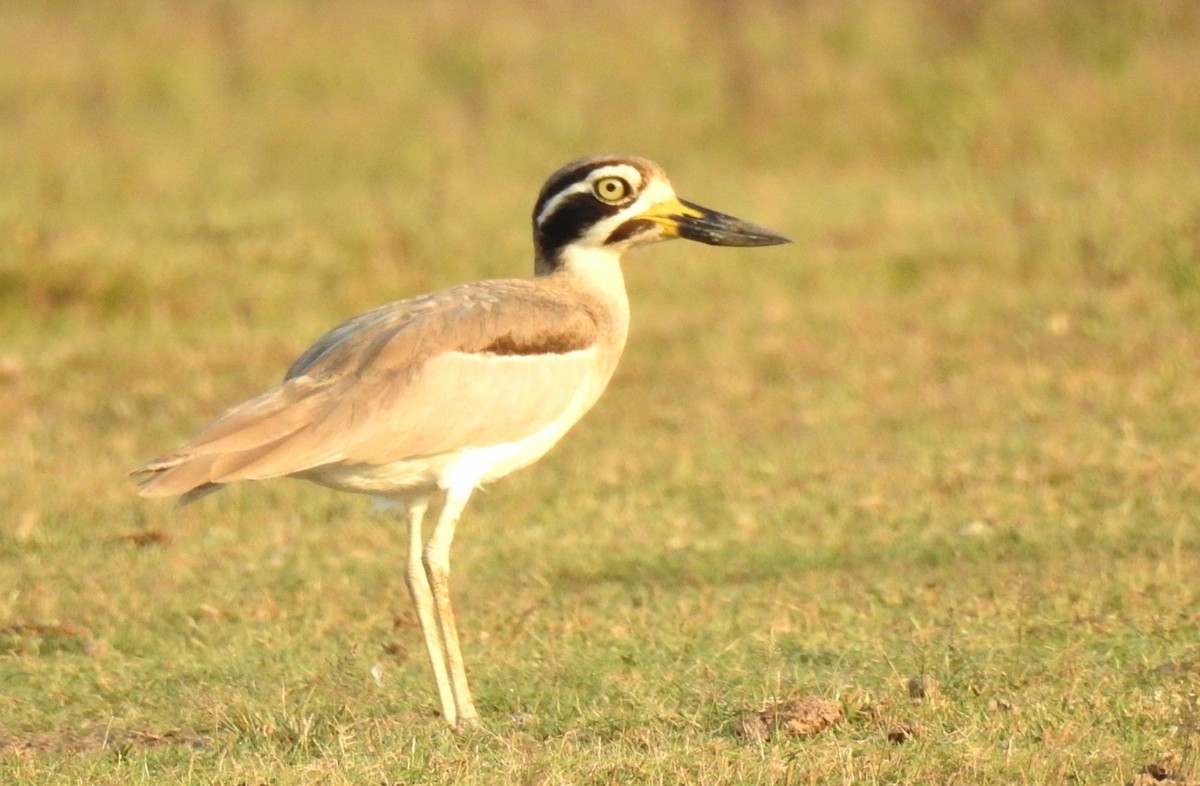 Great Thick-knee - ML140591631