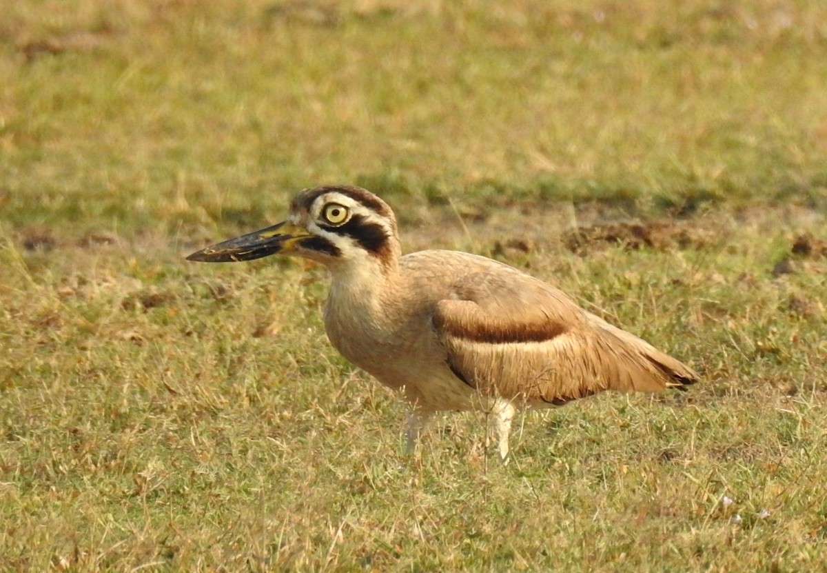 Great Thick-knee - ML140591641