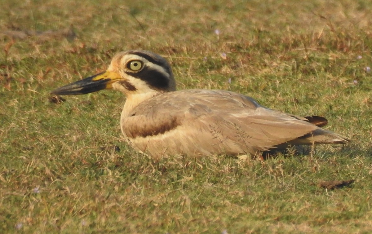 Great Thick-knee - ML140591661