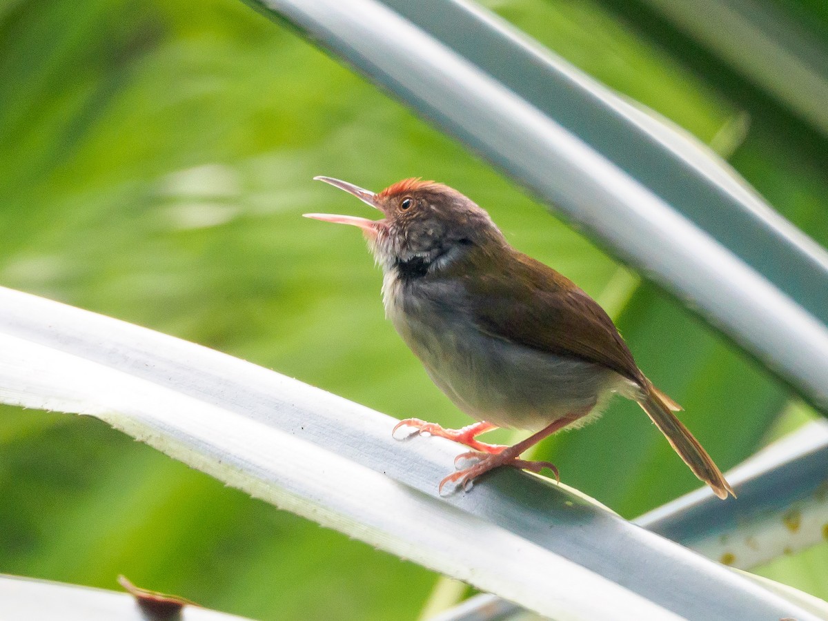 Common Tailorbird - ML140591851