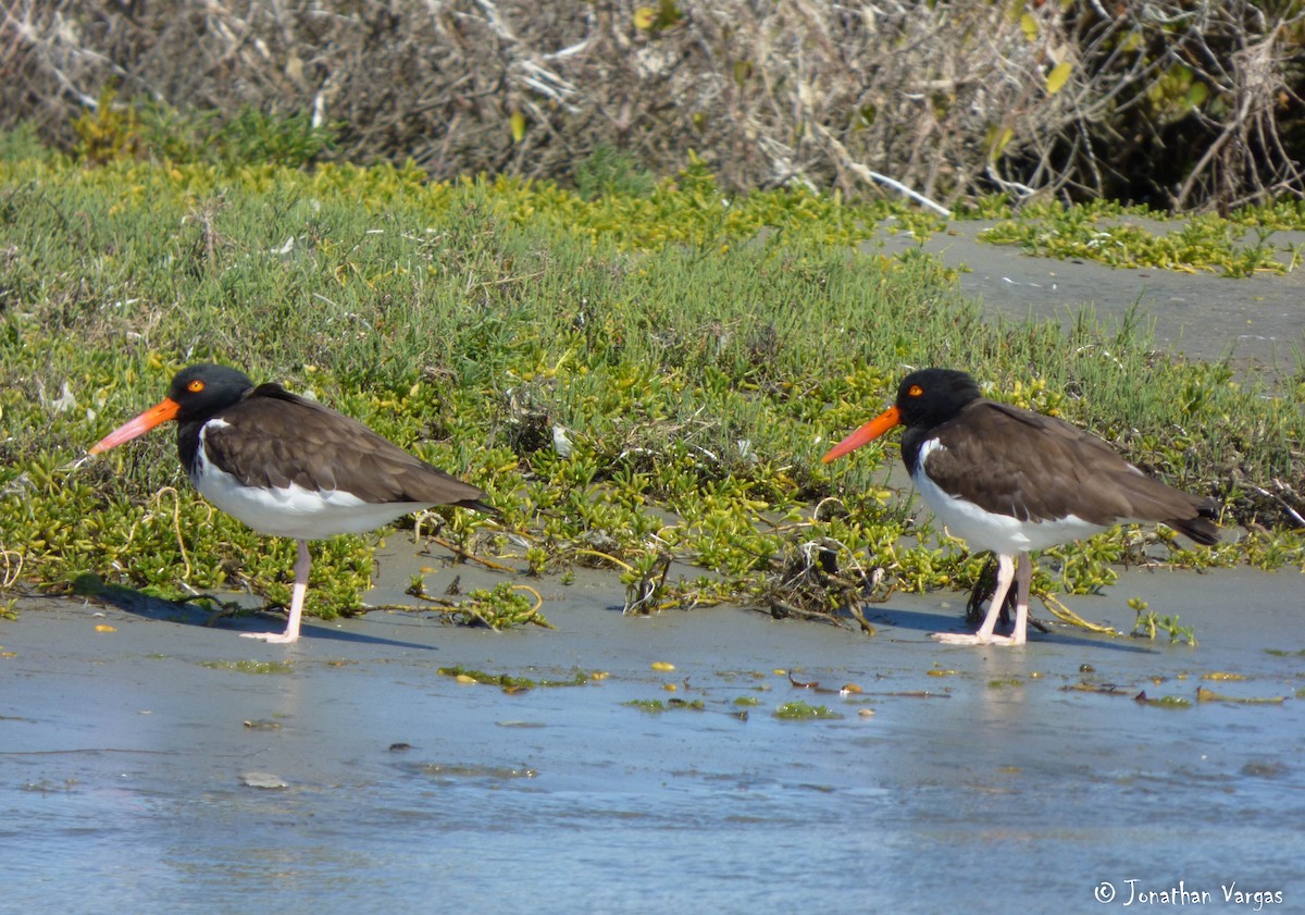 American Oystercatcher - ML140591871