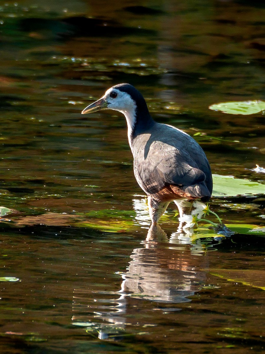 White-breasted Waterhen - ML140591911