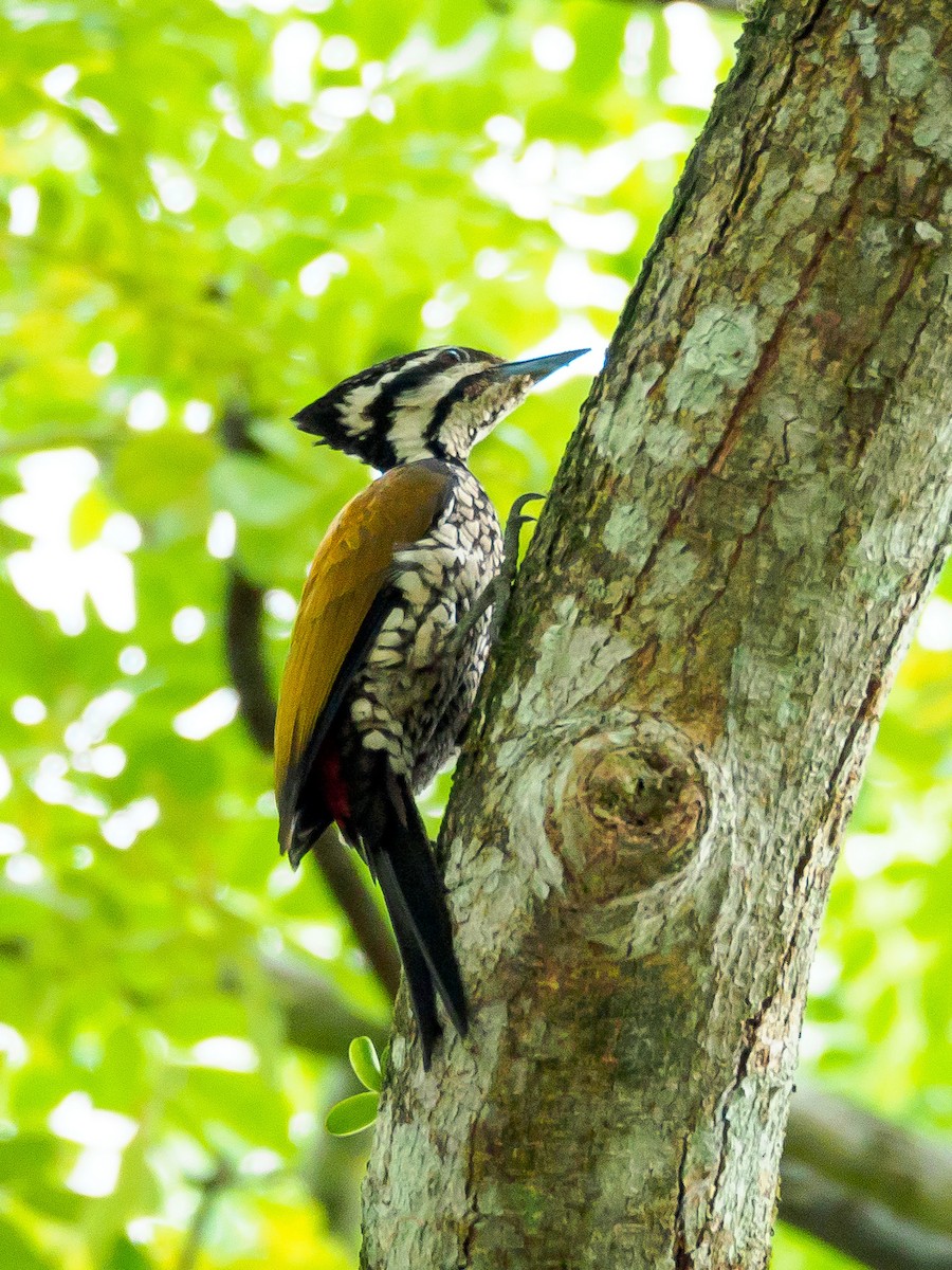 Common Flameback - ML140592091